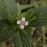 Knoxia platycarpa var. hirsuta (Arn.) Thwaites